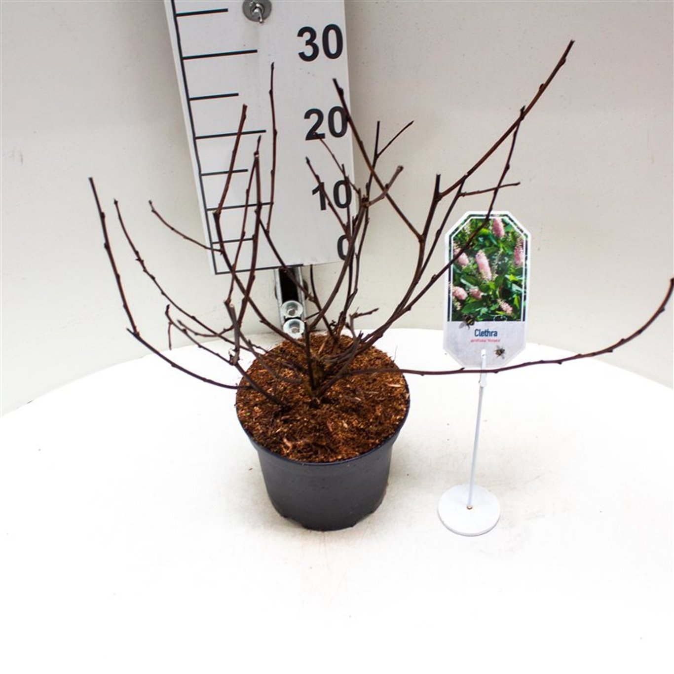 Berberis thunb. 'Rose Glow' - C3 25-30 CM